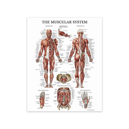 Modern Human Anatomy Musculoskeletal Medical Education Canvas Painting - Metatron Store