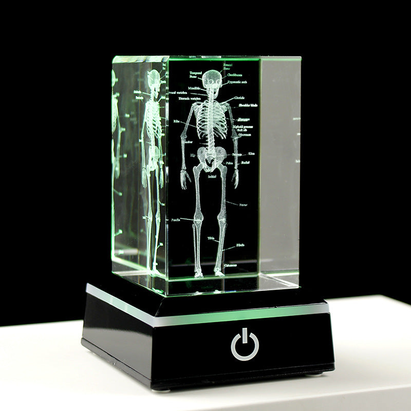 Internal Carving Human Skeleton Anatomy Teaching Model Ornaments - Metatron Store