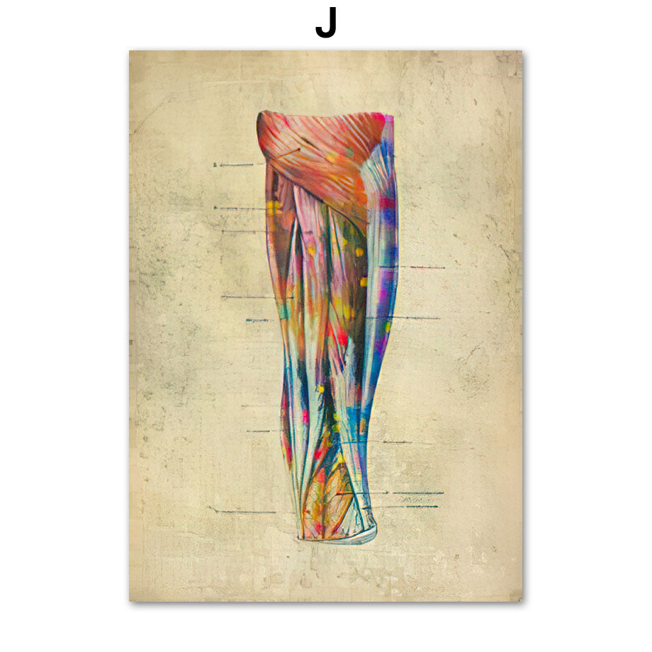 Human Muscular System Nordic Retro Anatomy Poster Medical Wall Canvas Painting - Metatron Store