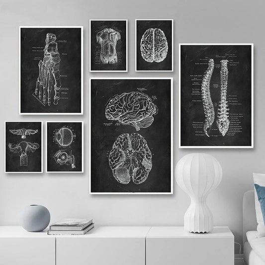 Canvas Painting Of Human Anatomy Skeleton Organ System - Metatron Store