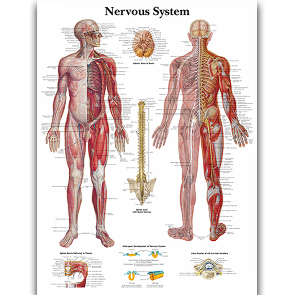 Medical Education Human Organs Anatomy Skeletal Muscle Classroom Study Decoration Painting - Metatron Store