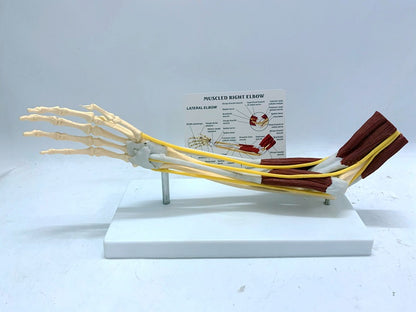 Ligament Joint Model Into Muscle Nerve Anatomy Human Skeleton Skull Arm Teaching Aid - Metatron Store