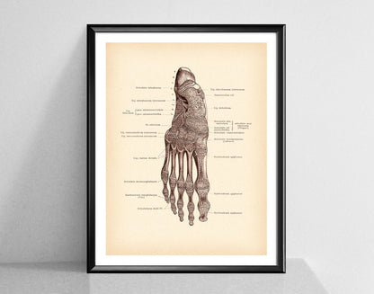 Modern Human Anatomy Musculoskeletal Medical Education Canvas Painting - Metatron Store