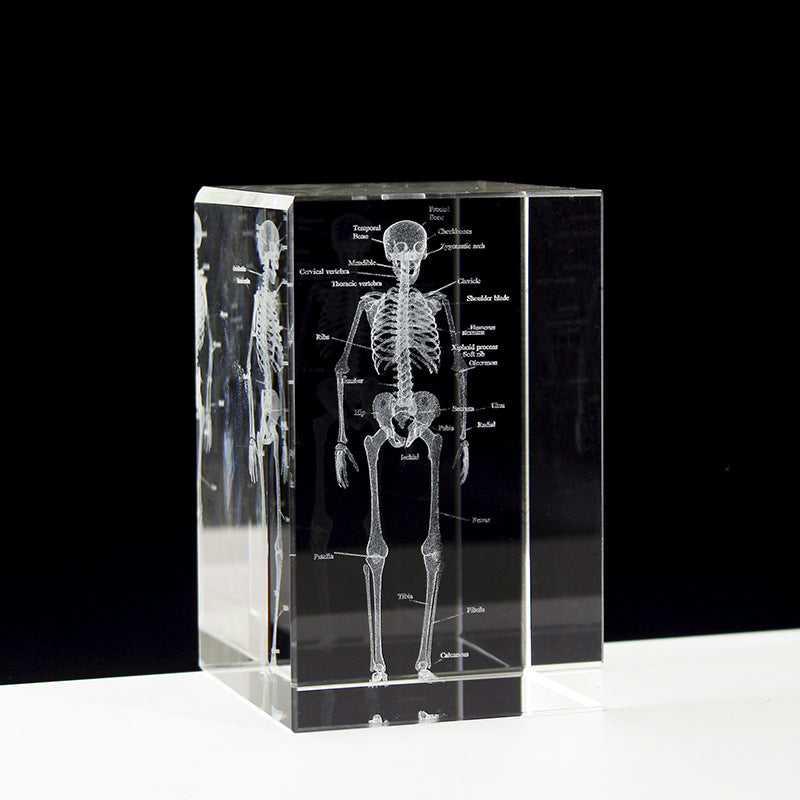 Internal Carving Human Skeleton Anatomy Teaching Model Ornaments - Metatron Store