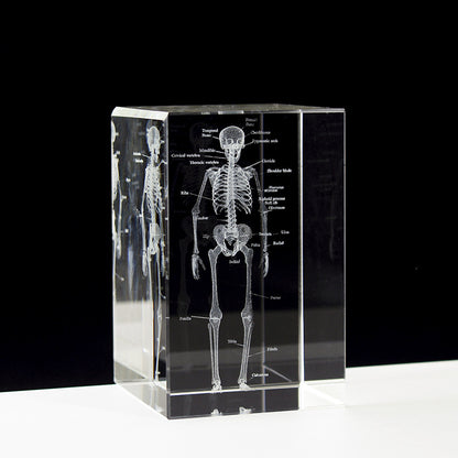 Internal Carving Human Skeleton Anatomy Teaching Model Ornaments - Metatron Store