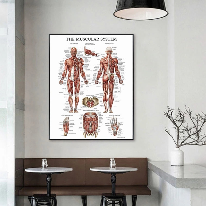 Modern Human Anatomy Musculoskeletal Medical Education Canvas Painting - Metatron Store