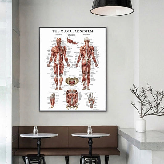Modern Human Anatomy Musculoskeletal Medical Education Canvas Painting - Metatron Store