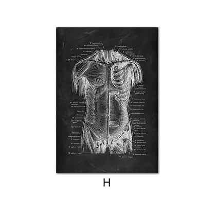 Canvas Painting Of Human Anatomy Skeleton Organ System - Metatron Store
