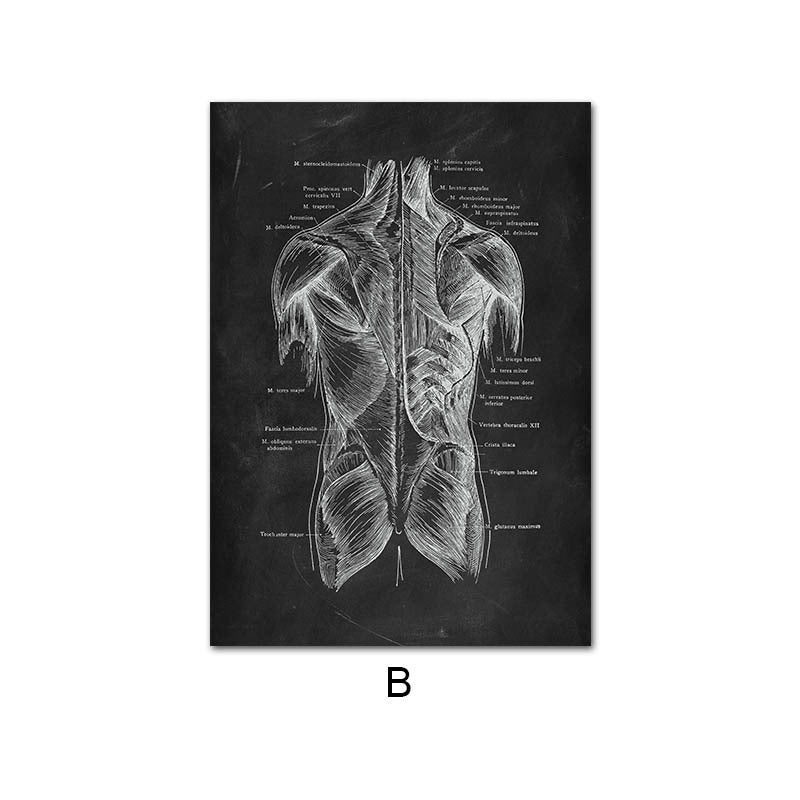 Canvas Painting Of Human Anatomy Skeleton Organ System - Metatron Store