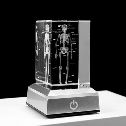 Internal Carving Human Skeleton Anatomy Teaching Model Ornaments - Metatron Store