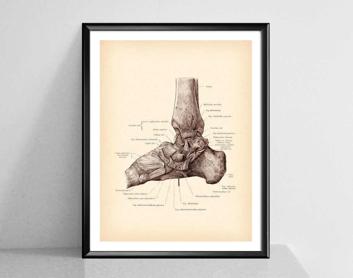 Modern Human Anatomy Musculoskeletal Medical Education Canvas Painting - Metatron Store