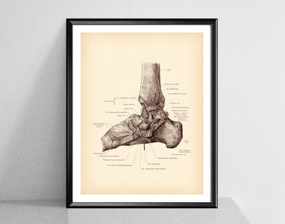 Modern Human Anatomy Musculoskeletal Medical Education Canvas Painting - Metatron Store