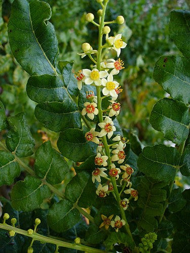 Angel’s Mist Frankincense Essential Oil - Metatron Store