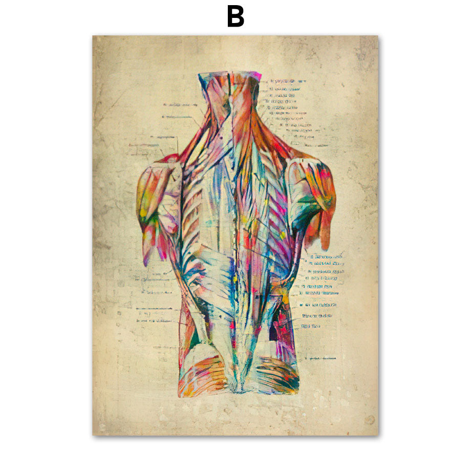 Human Muscular System Nordic Retro Anatomy Poster Medical Wall Canvas Painting - Metatron Store