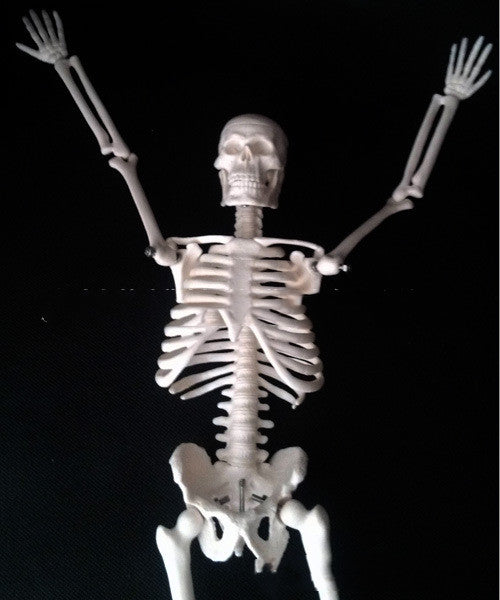 45CM Anatomical Anatomy Human Skeleton Model - Metatron Store