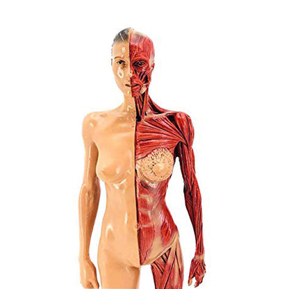 Musculoskeletal Anatomy Human Model Sculpture - Metatron Store