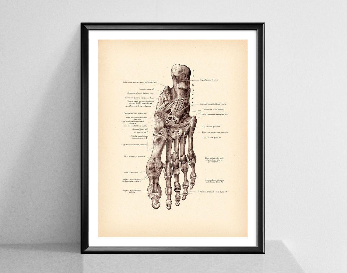Modern Human Anatomy Musculoskeletal Medical Education Canvas Painting - Metatron Store