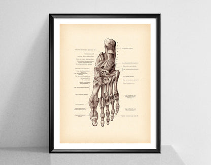 Modern Human Anatomy Musculoskeletal Medical Education Canvas Painting - Metatron Store