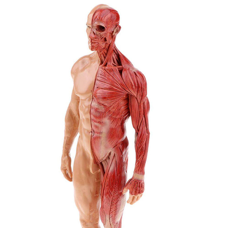 Musculoskeletal Anatomy Human Model Sculpture - Metatron Store