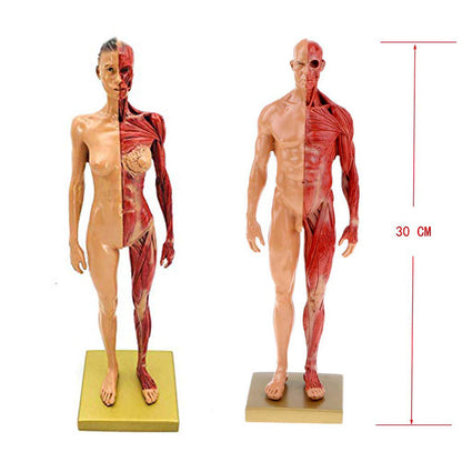 Musculoskeletal Anatomy Human Model Sculpture - Metatron Store