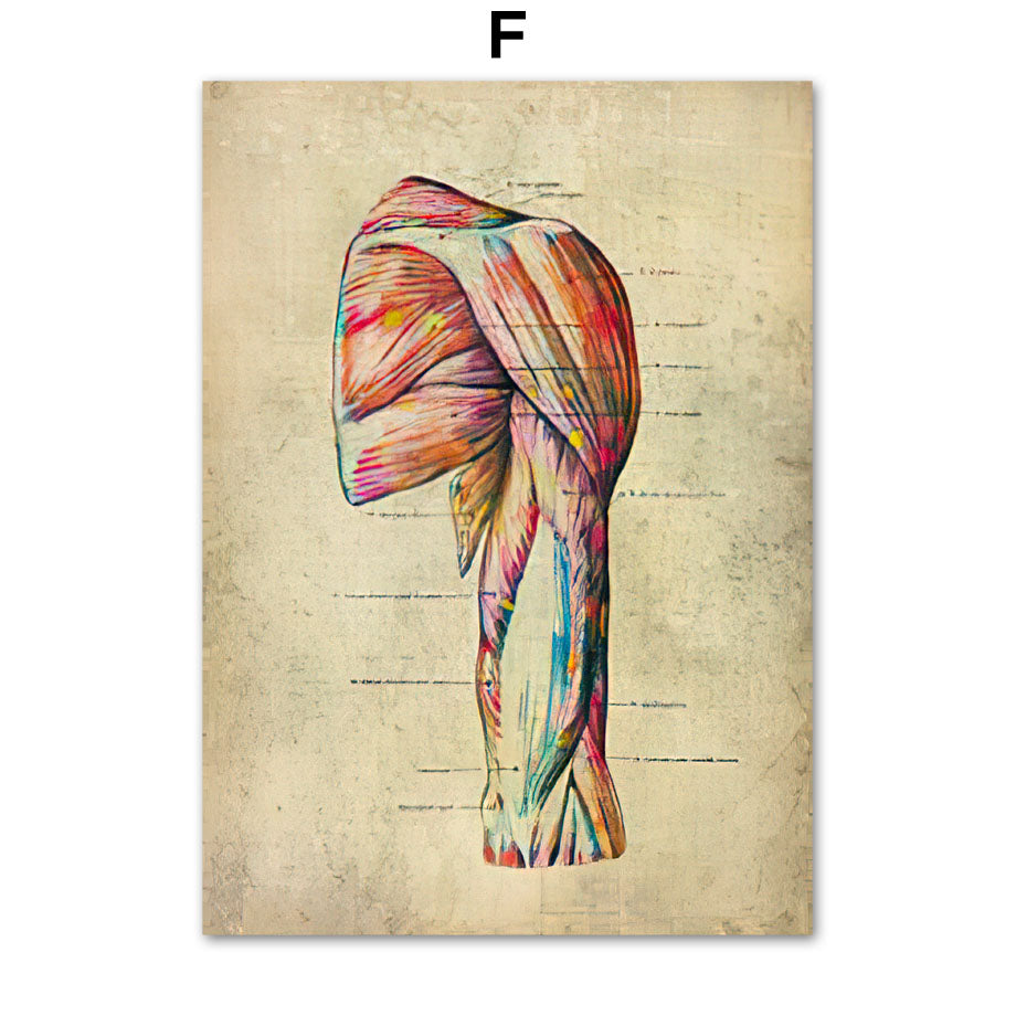 Human Muscular System Nordic Retro Anatomy Poster Medical Wall Canvas Painting - Metatron Store