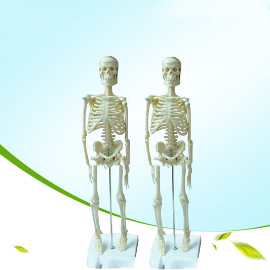 45CM Anatomical Anatomy Human Skeleton Model - Metatron Store