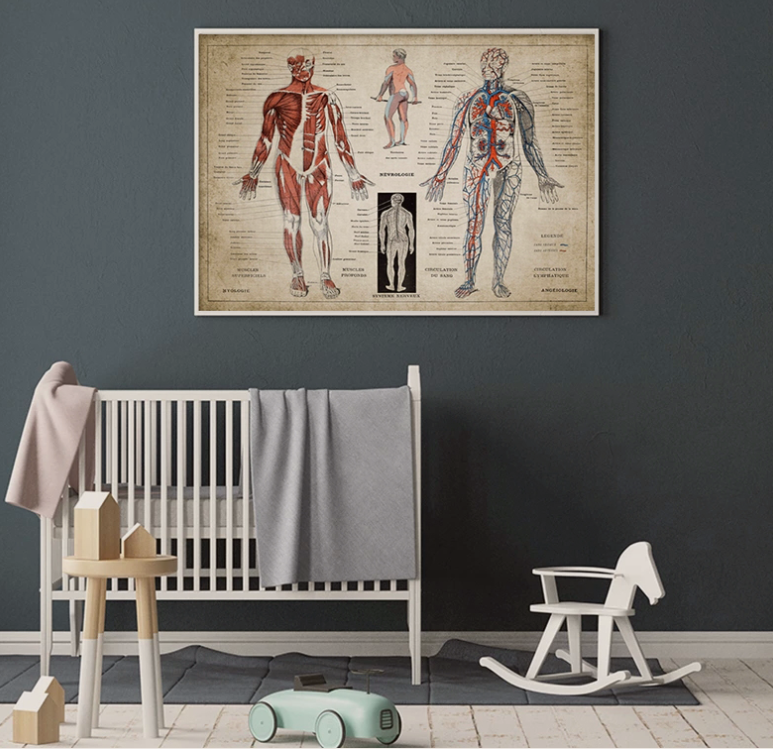 French Human Medical Anatomy Poster Wall Mount - Metatron Store