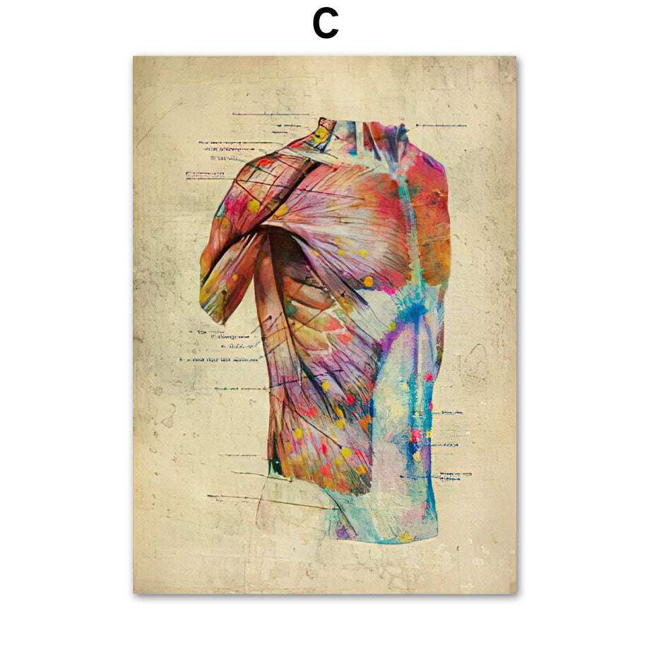 Human Muscular System Nordic Retro Anatomy Poster Medical Wall Canvas Painting - Metatron Store