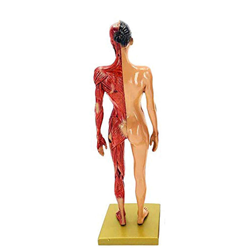 Musculoskeletal Anatomy Human Model Sculpture - Metatron Store