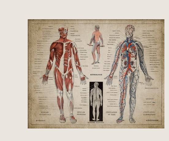 French Human Medical Anatomy Poster Wall Mount - Metatron Store