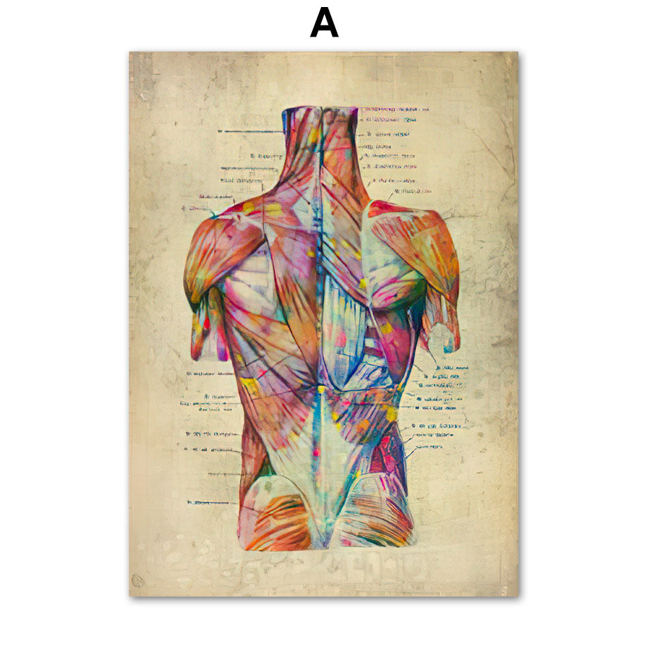 Human Muscular System Nordic Retro Anatomy Poster Medical Wall Canvas Painting - Metatron Store