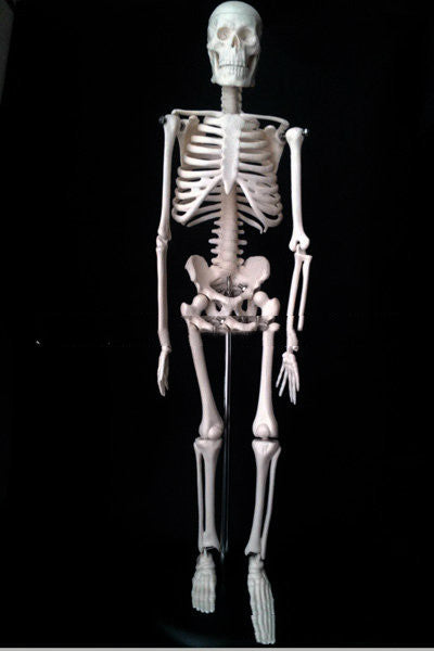 45CM Anatomical Anatomy Human Skeleton Model - Metatron Store