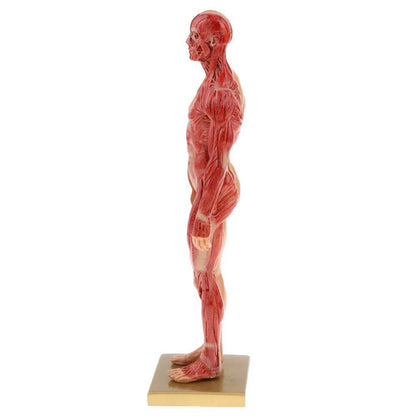 Musculoskeletal Anatomy Human Model Sculpture - Metatron Store