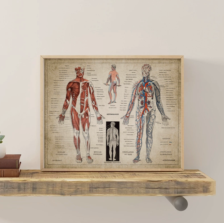 French Human Medical Anatomy Poster Wall Mount - Metatron Store
