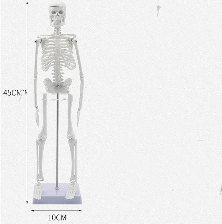 45CM Anatomical Anatomy Human Skeleton Model - Metatron Store