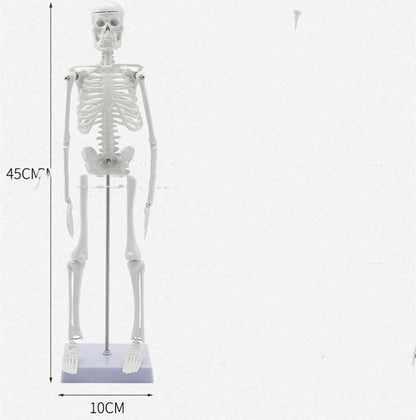 45CM Anatomical Anatomy Human Skeleton Model - Metatron Store