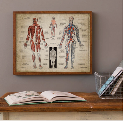 French Human Medical Anatomy Poster Wall Mount - Metatron Store