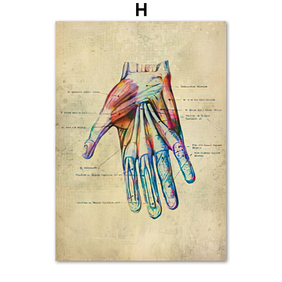 Human Muscular System Nordic Retro Anatomy Poster Medical Wall Canvas Painting - Metatron Store