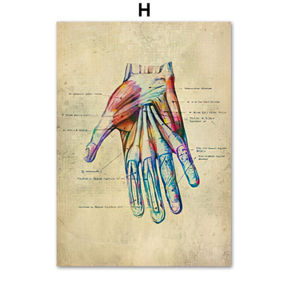 Human Muscular System Nordic Retro Anatomy Poster Medical Wall Canvas Painting - Metatron Store