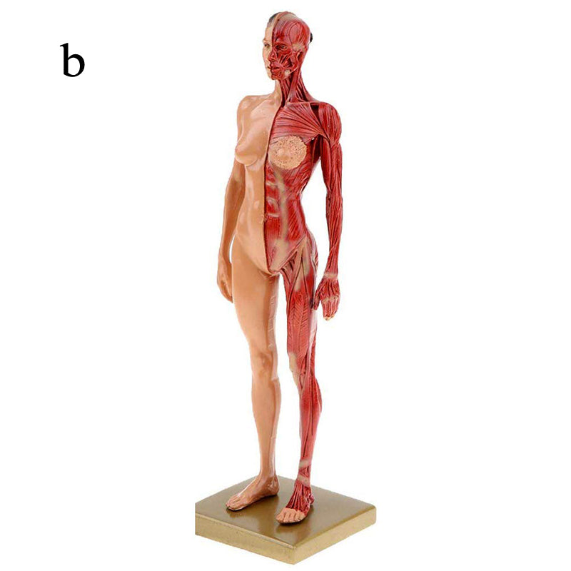 Musculoskeletal Anatomy Human Model Sculpture - Metatron Store