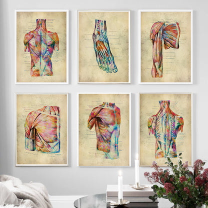 Human Muscular System Nordic Retro Anatomy Poster Medical Wall Canvas Painting - Metatron Store