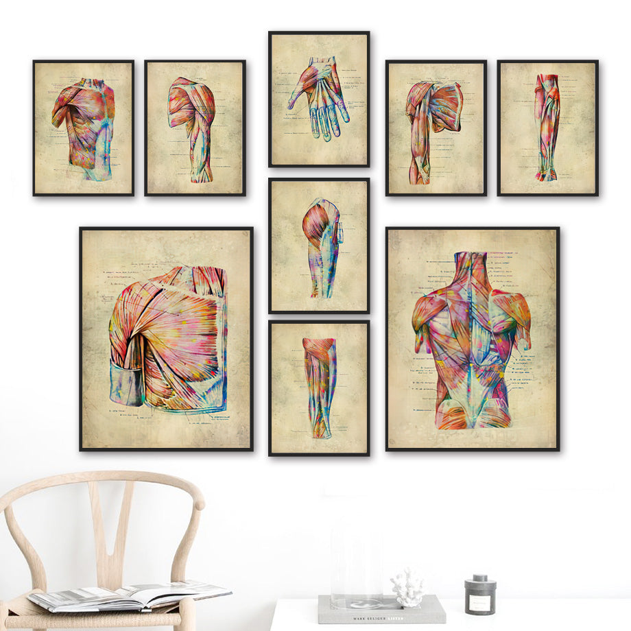 Human Muscular System Nordic Retro Anatomy Poster Medical Wall Canvas Painting - Metatron Store