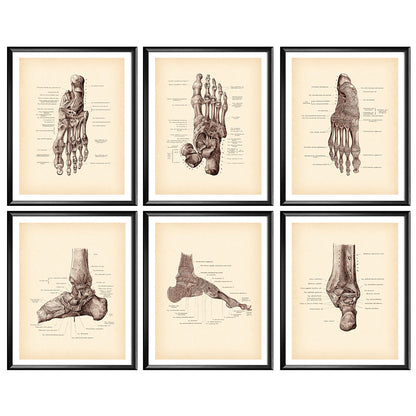 Modern Human Anatomy Musculoskeletal Medical Education Canvas Painting - Metatron Store