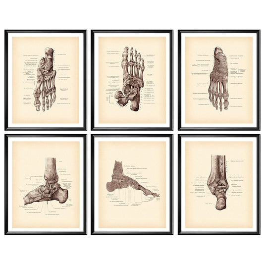 Modern Human Anatomy Musculoskeletal Medical Education Canvas Painting - Metatron Store
