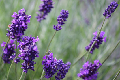 Angel’s Mist Lavender Essential Oil - Metatron Store