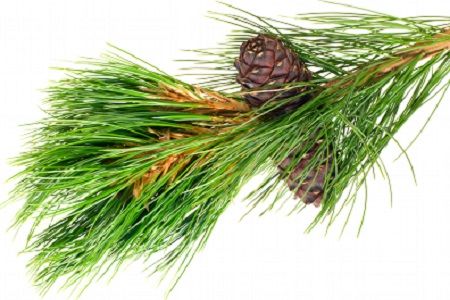 Angel’s Mist Pine Essential Oil - Metatron Store